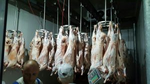 Livestock and hot carcasses