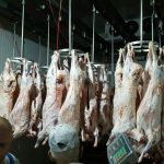 Livestock and hot carcasses